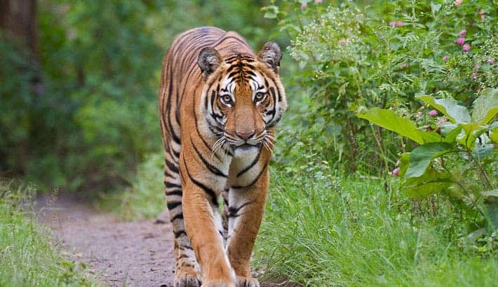 Solo quedan un puñado de subespecies de tigres en la naturaleza, aquí están
