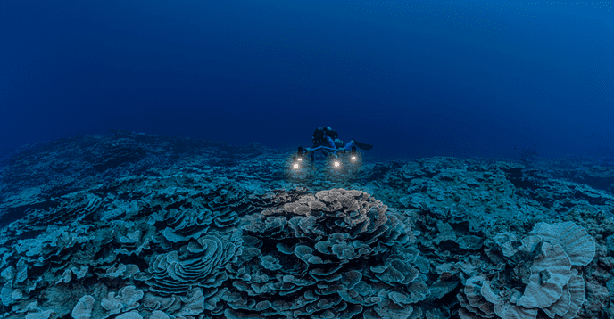 El arrecife de coral prístino encontrado en Tahití aún no se ve afectado por el blanqueamiento