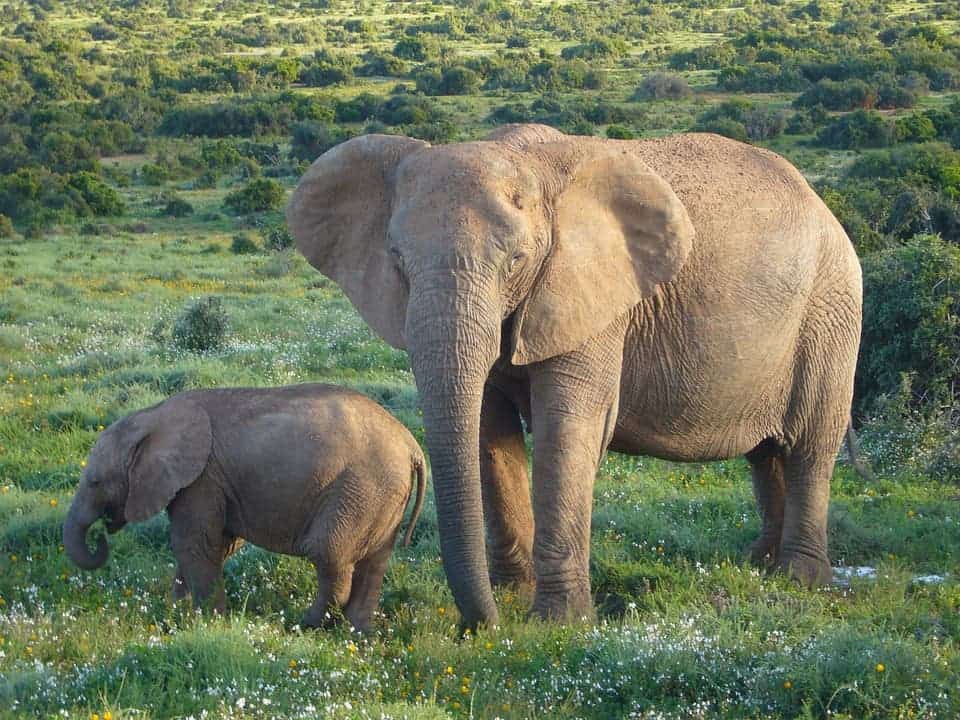 Los elefantes salvajes solo necesitan dos horas de sueño, esa es la duración de sueño más baja para cualquier animal.