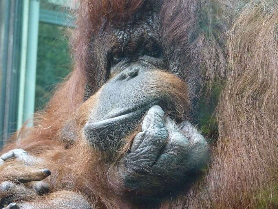 Los orangutanes pueden 'hablar' sobre el pasado y el futuro, sugiere un estudio