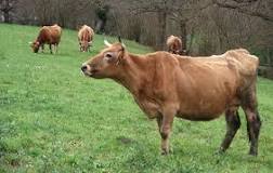 cuanto pesa una vaca asturiana
