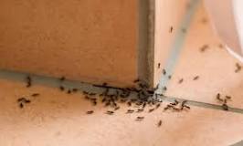 insectos voladores pequeños en casa