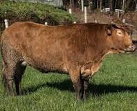 vaca rubia gallega