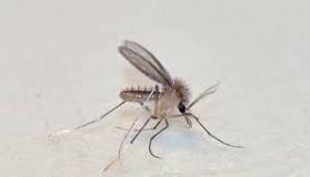 insectos voladores pequeños en casa