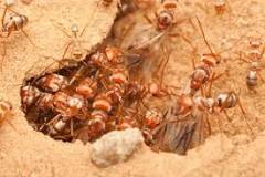 aldea de las hormigas