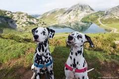 perros asturias